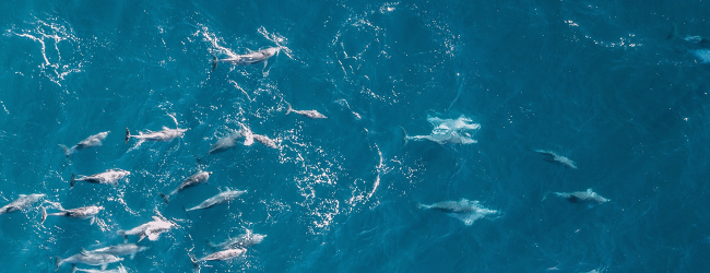 Blue Bonds and Sri Lanka’s Marine Economy Image